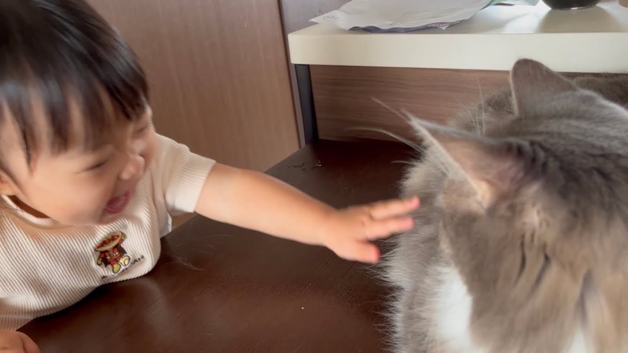 どこに行ってもツンツンされる事にうんざりする猫　ノルウェージャンフォレストキャット　A cat that doesn't have the energy to fight back