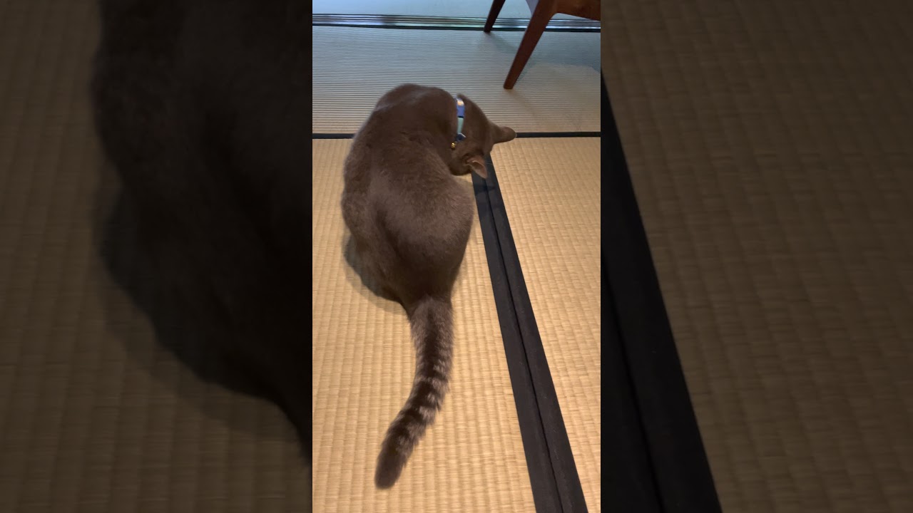 #風の猫 　足のお手入れするネコ…　#Shorts