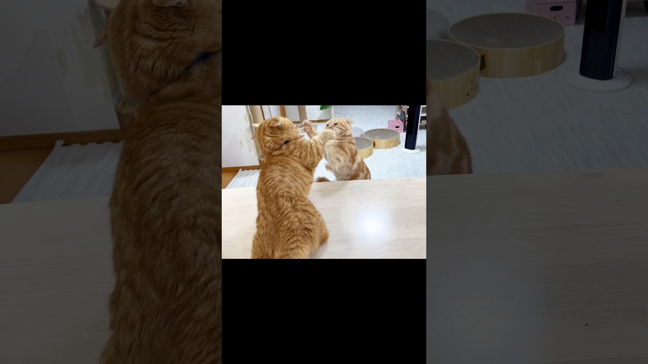 一段下にいるちゃーぼーに勝てそうだからちょっかい出してみたけど茶々パパのパンチはやっぱり当たらない #猫 #マンチカン #shorts