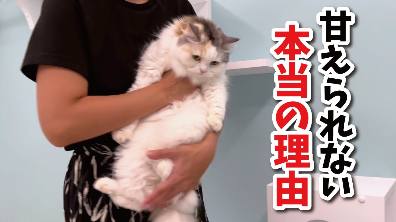 猫が飼い主に甘えてこない理由が判明しました！【関西弁でしゃべる猫】【猫アテレコ】