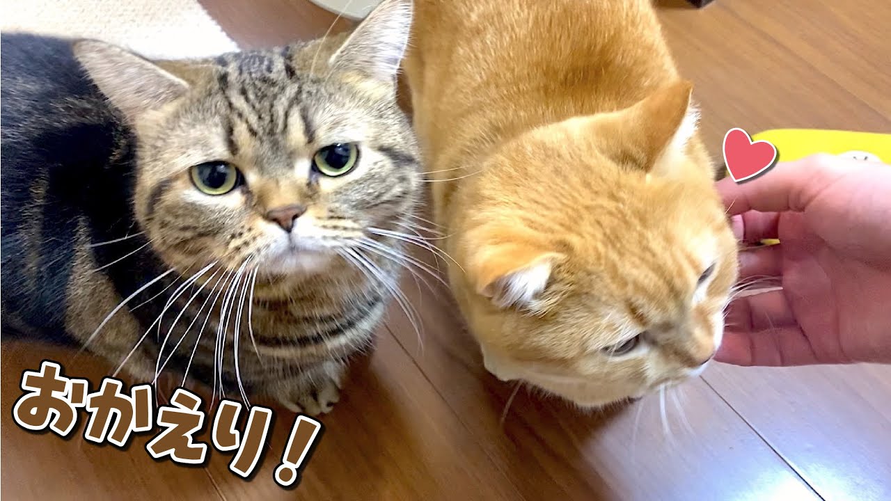 早く帰ってきた人に全力でお出迎えする兄弟猫が可愛すぎる…！
