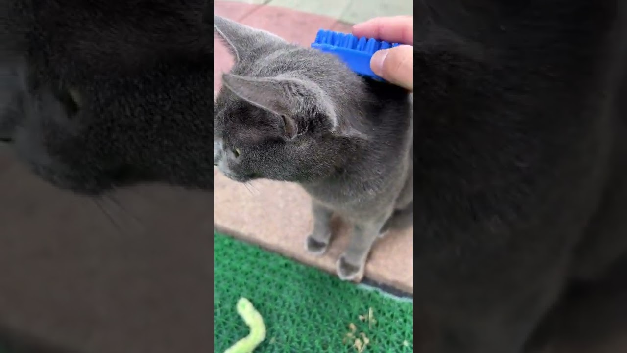 おとなしくブラッシングをうけるくろねこちゃん　[野良猫ちゃん#]#Shorts