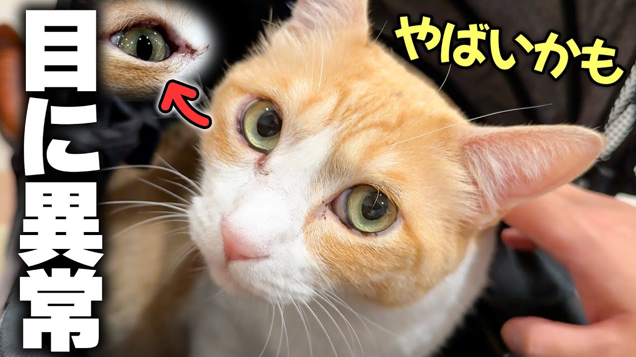 ロビンの右目の肉がえぐれていたので病院で診てもらったら違う症状が発覚しました…