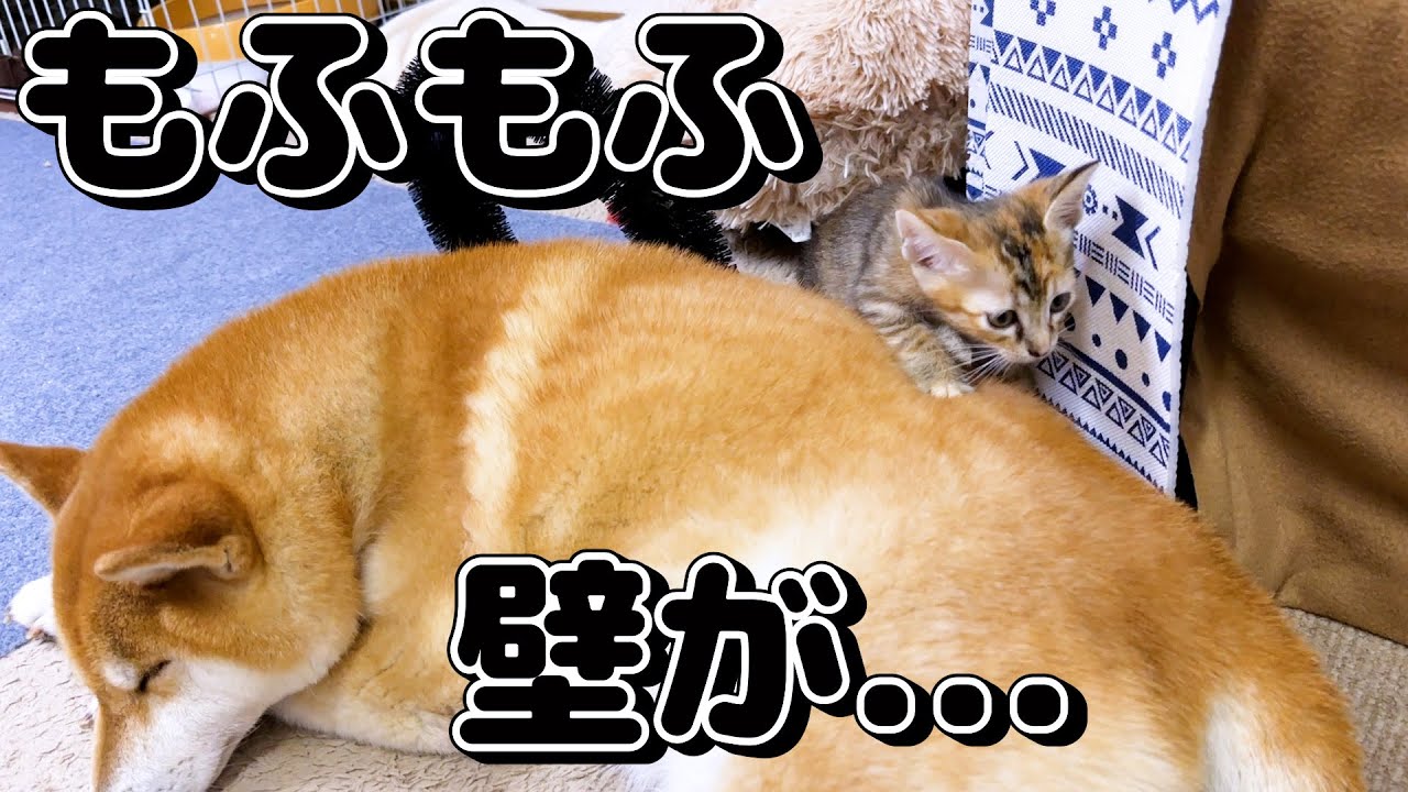 柴犬のもふもふな壁で身動きが取れなくなる子猫が可愛すぎました…！