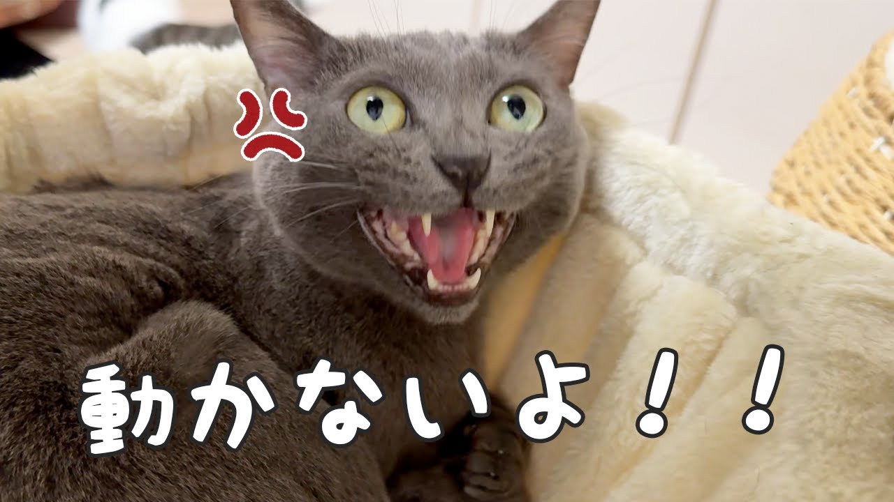 猫5匹の寝る時間はこんなに大変です！！