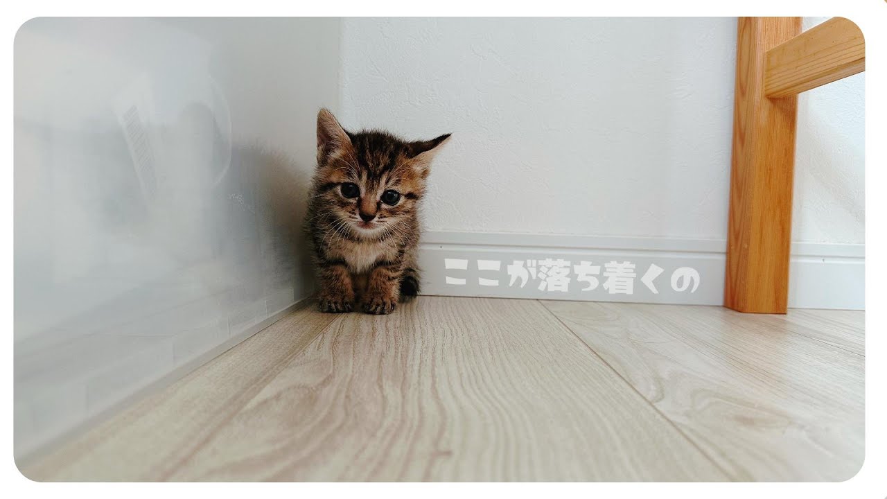 【子猫】ミルクは拒否、離乳食チャレンジしてみました！【保護猫生活2日目】