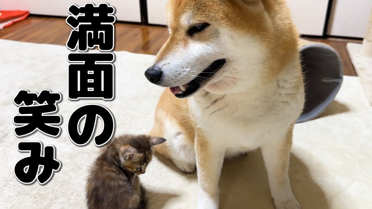 子猫と念願のふれあいで顔から笑みがわかりやすく出てしまう柴犬【猫が大好きな柴犬の一日】