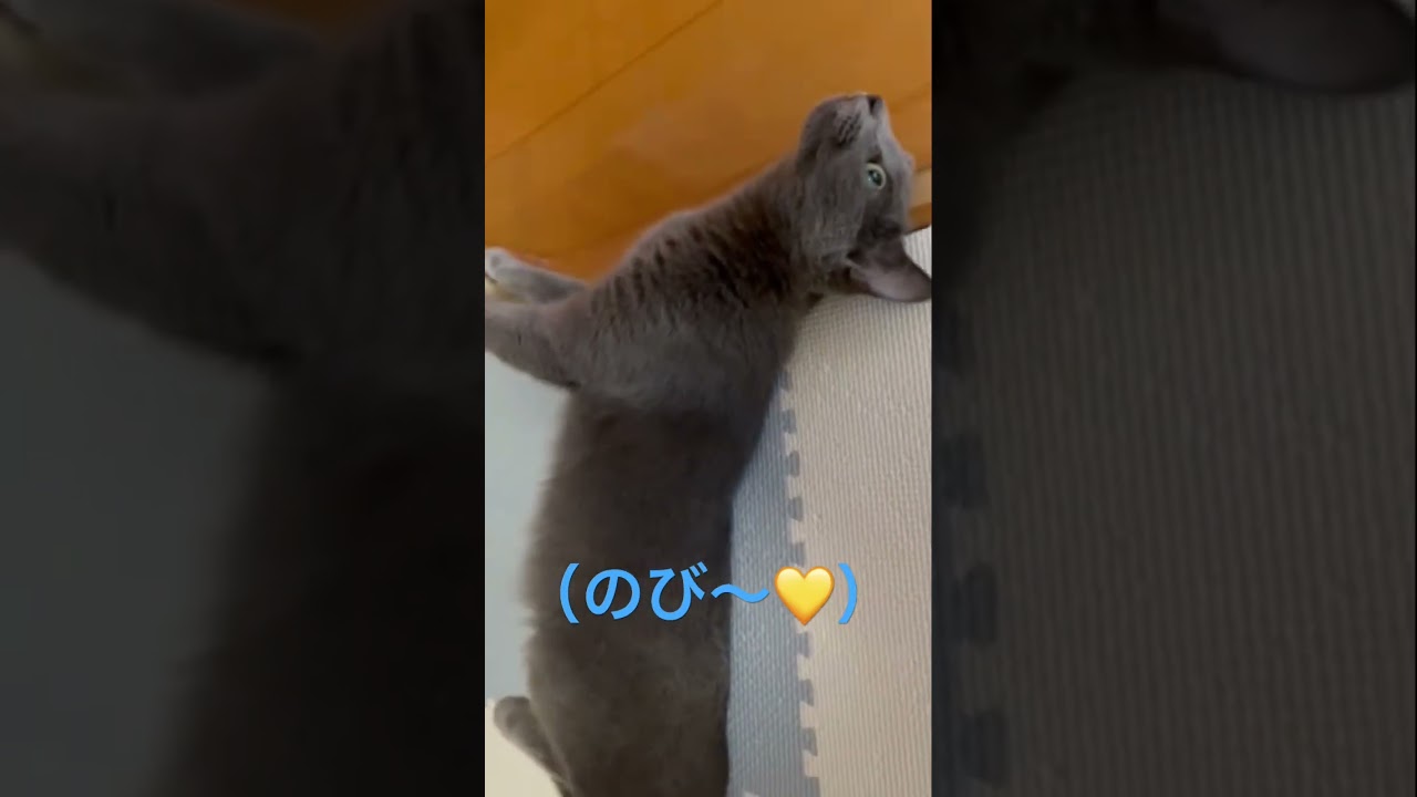 のび〜💛が可愛すぎる猫（ロシアンブルー）#shorts