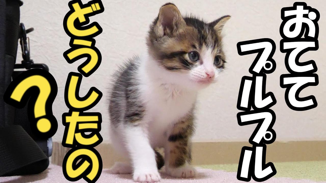 教えて！子猫の謎の行動について【赤ちゃん猫　保護猫】