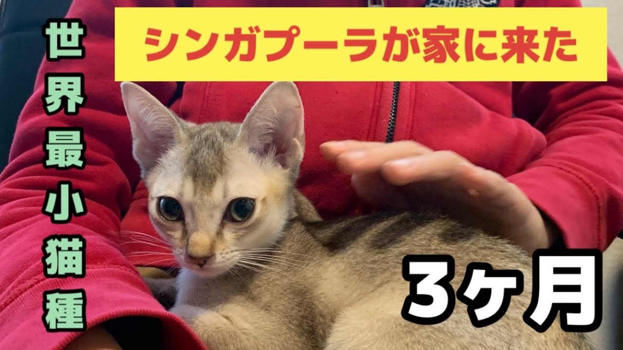 シンガプーラ　生後3ヶ月の子猫が可愛すぎる