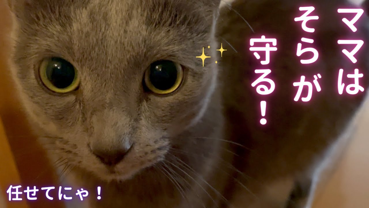 ママ見守り隊withそら隊長🫡（ロシアンブルー）