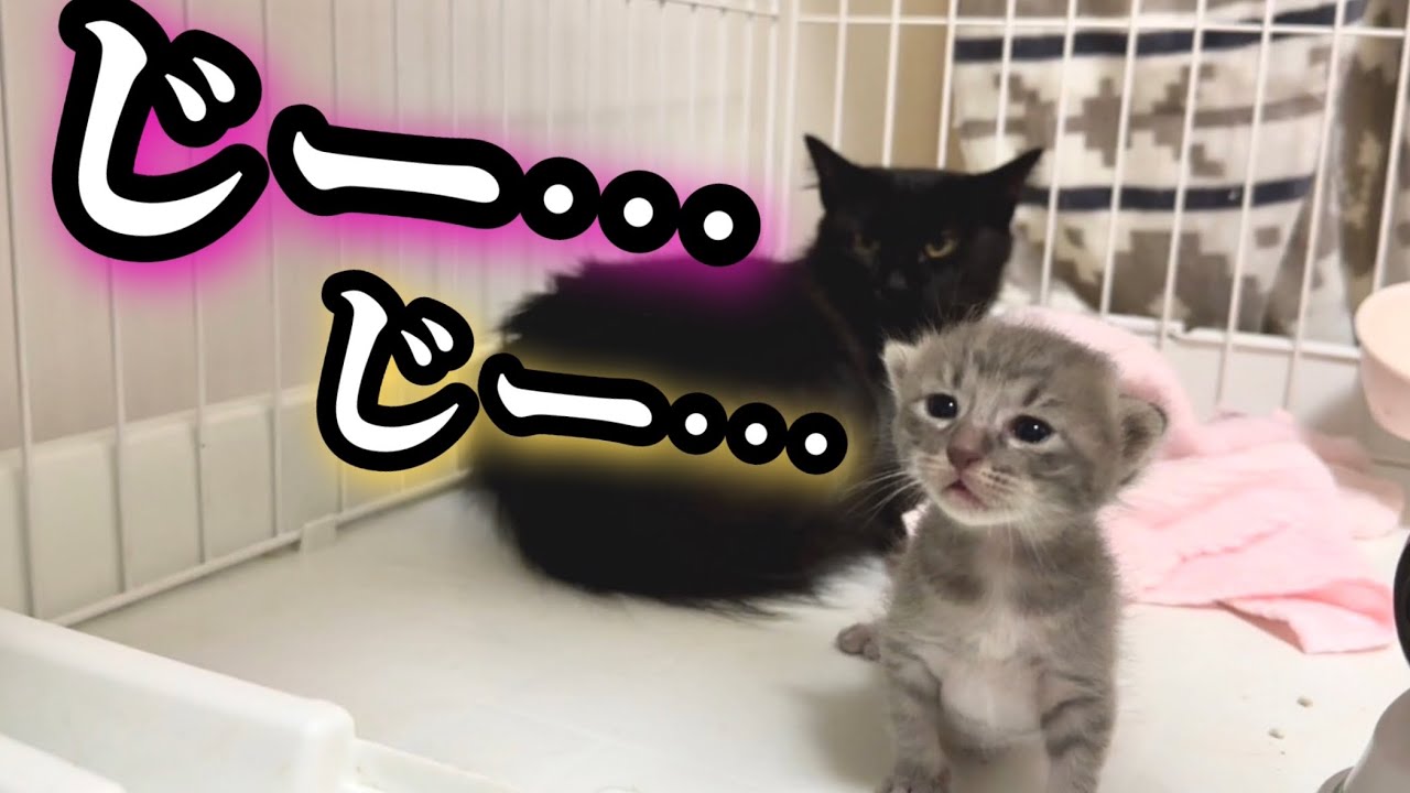 ママ猫と子猫が見つめる先には？