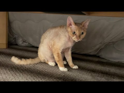 デボンレックス猫はこたつが大好きです(Devon Rex cat loves  Kotatsu, a table with an electric heater)