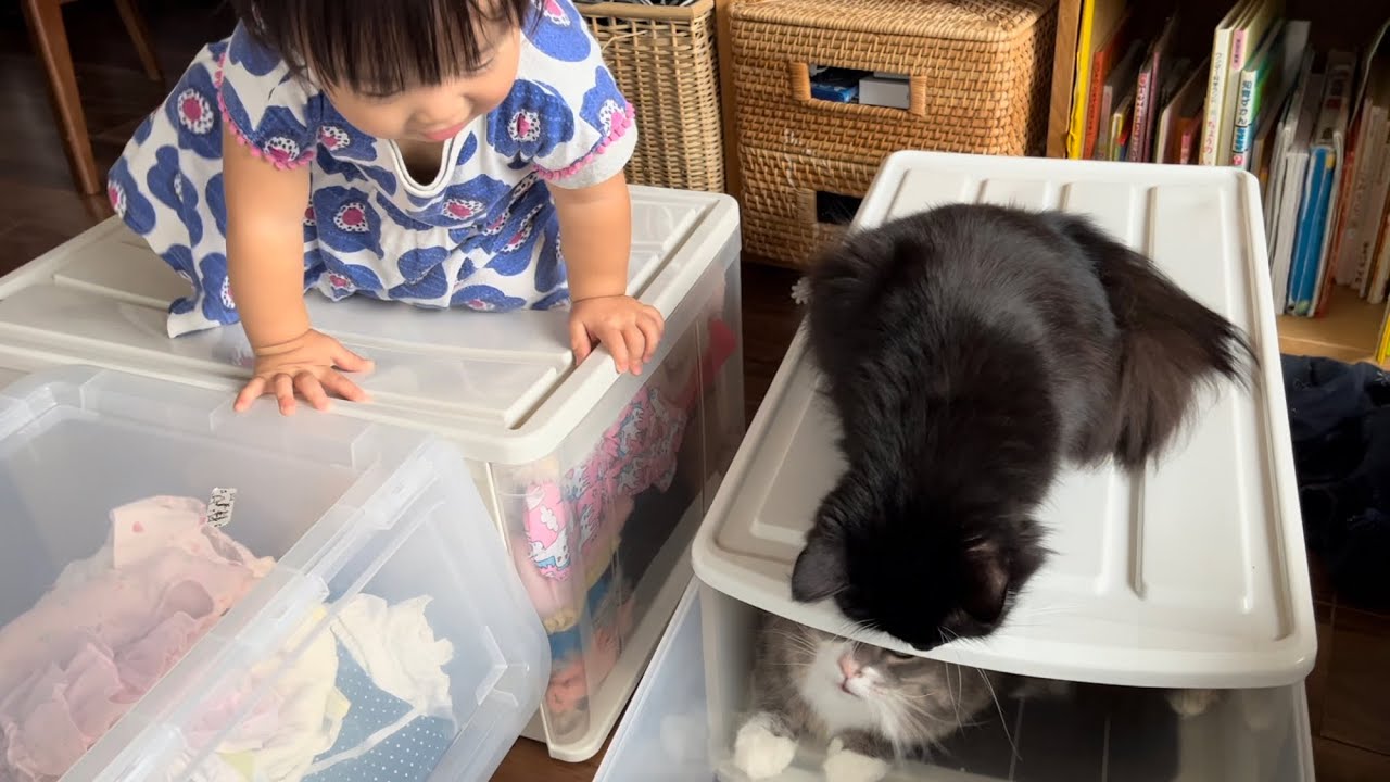 一歳児と一緒に衣替えの邪魔をする猫　ラガマフィン　A cat that gets in the way of everyone changing clothes