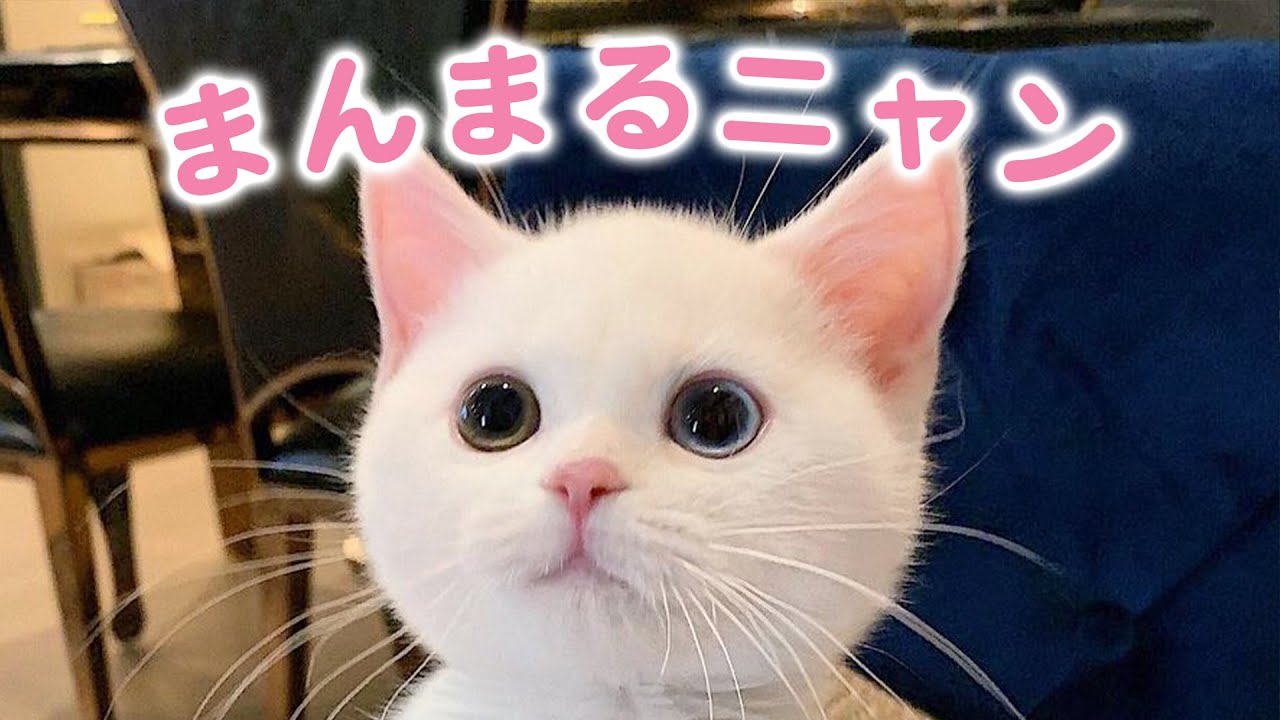 まんっまる！ふわっふわ！まるでキャラクターみたいな可愛すぎるニャンコ、発見……♡