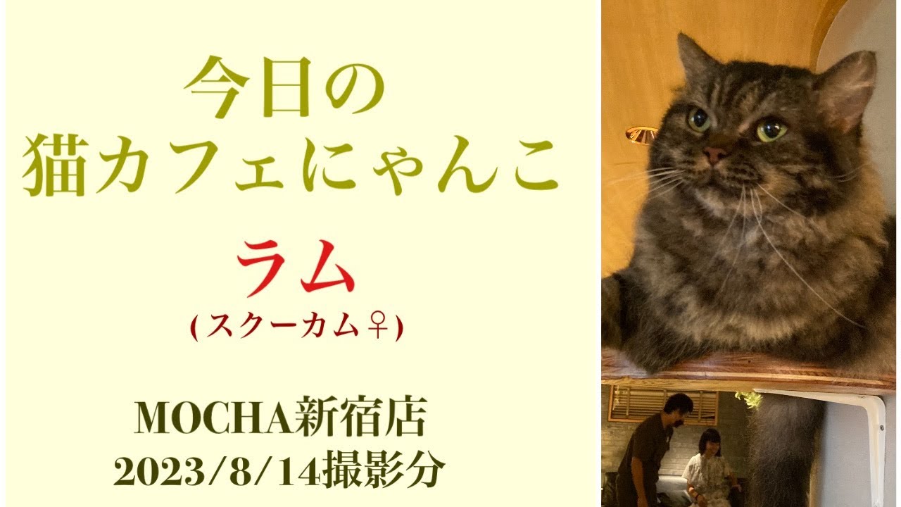 今日の猫カフェにゃんこ　🐱ラム🐱　(スクーカム♀)　#猫カフェモカラウンジ新宿店　2023/8/14撮影　#cat　#ねこ 　#にゃんこ　#ねこカフェ