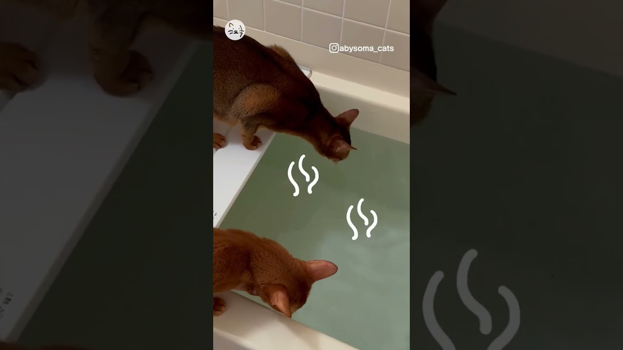 我らはお風呂隊！アビシニアン猫ちゃん「ノア&シオン」！We are the bath team🐈 #猫王国 #アビシニアン #猫のいる生活 #猫動画 #cat