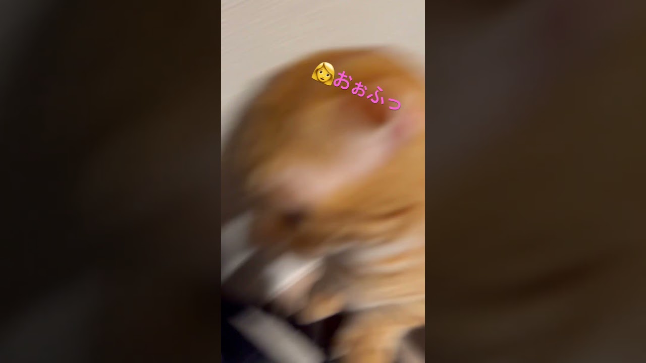 久しぶりにｷﾀ‼️ #cat #キンカロー #猫 #catlover #catlovers #catvideo #catvideos #고양이 #猫のいる暮らし #子猫