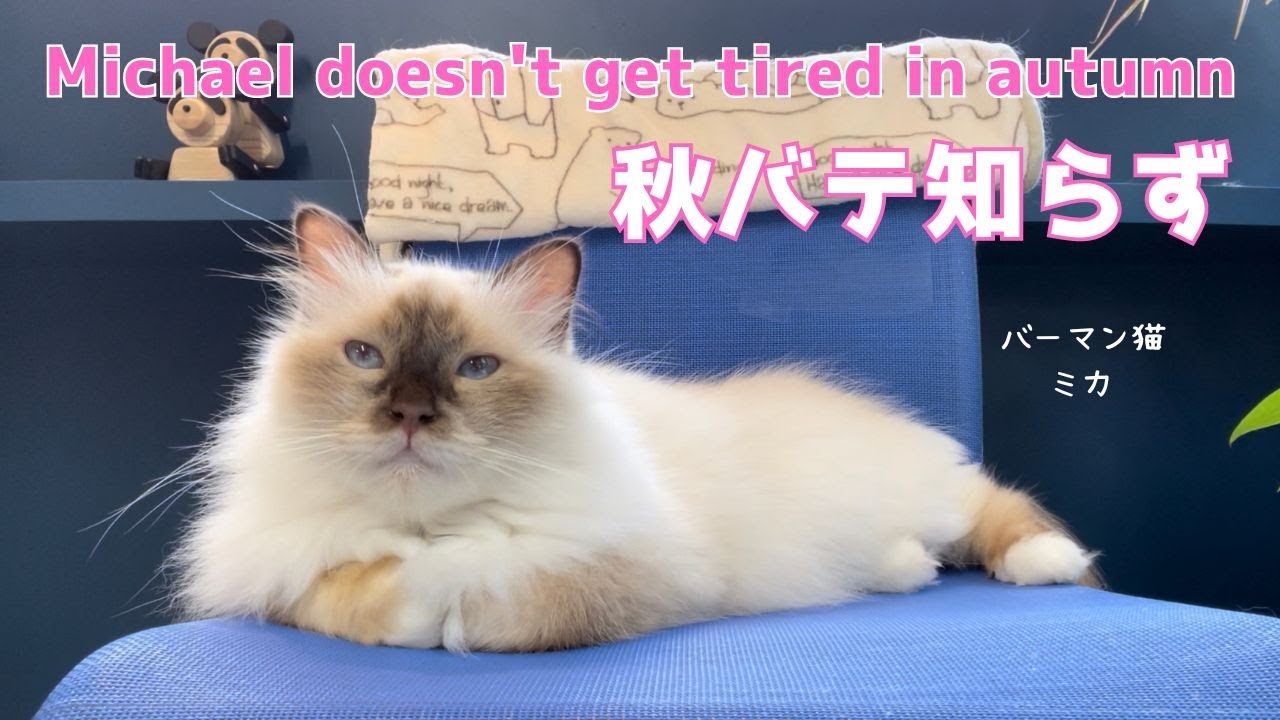 バーマン猫ミカ【秋バテ知らず】Michael doesn't get tired in autumn（バーマン猫）Birman/Cat