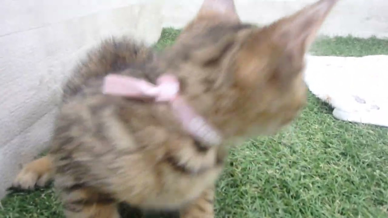 Coo&RIKU　No00650680 ベンガル