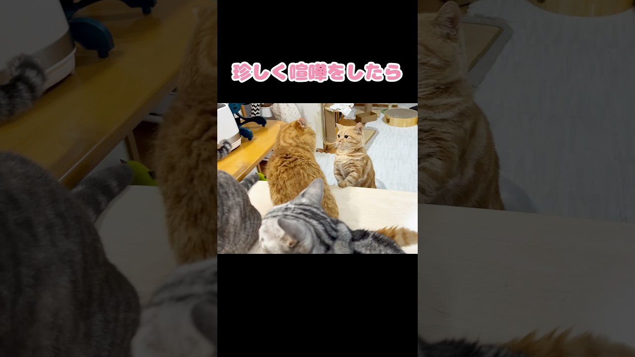 温厚な兄弟猫が珍しく喧嘩をしたら... #猫 #マンチカン #shorts