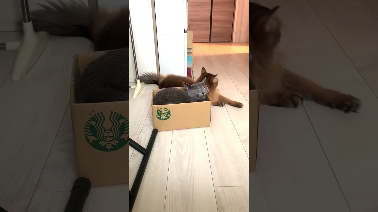 平和だなぁ～ #ロシアンブルー #ソマリ #shorts