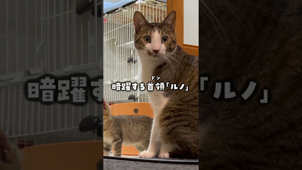 猫の裏の顔を見てしまいました…