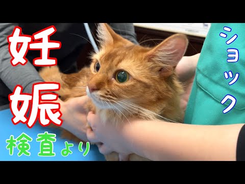 妊娠を疑い病院へ行ったらもっとショックな事が❗️【ソマリ】