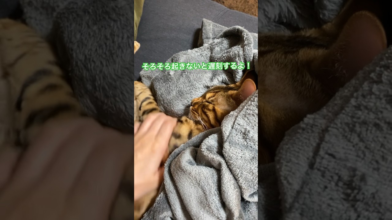 爆睡なネッコwww# #猫 #ベンガル猫 #猫動画 #ねこ #ベンガル #猫のいる暮らし #shorts #cat