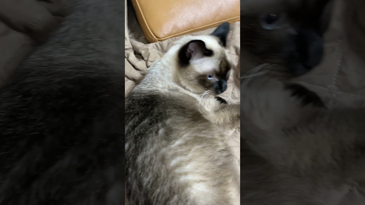 【2023.10.11】今日のシャム猫のふくさん（音無し）【たぬき猫】 #shorts