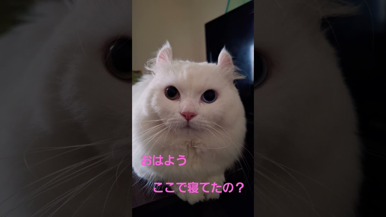 【オッドアイ幸せを呼ぶ猫】テーブルが好きなラビちゃん#猫#cat#白猫#キンカロー#shorts