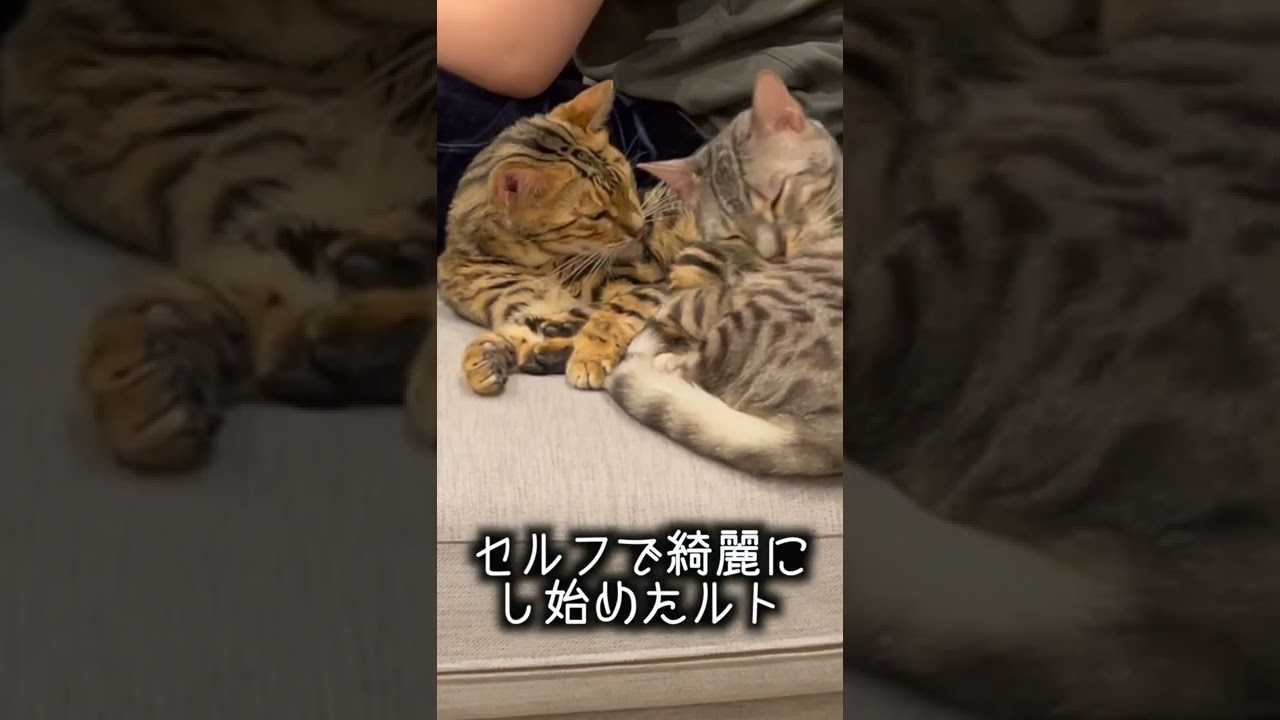 圧のかけ方が女性的なネコ　#shorts