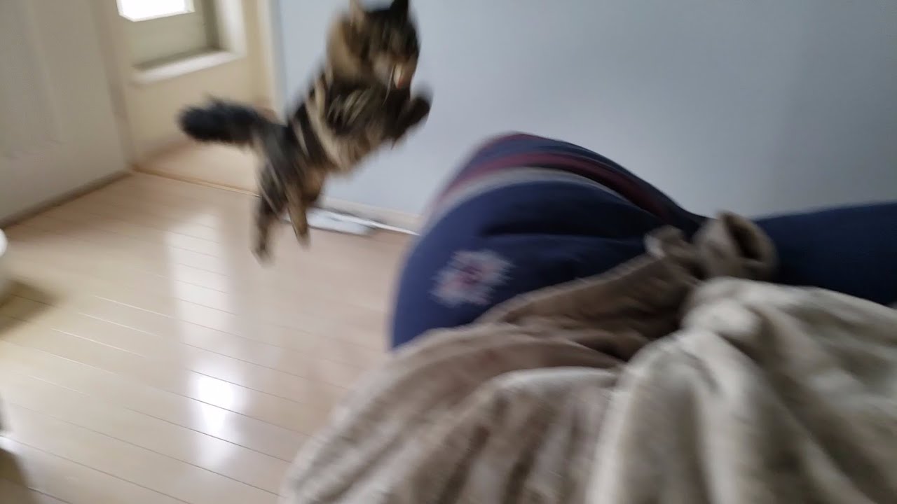 【メインクーン】賢い猫【遊んでほしい】