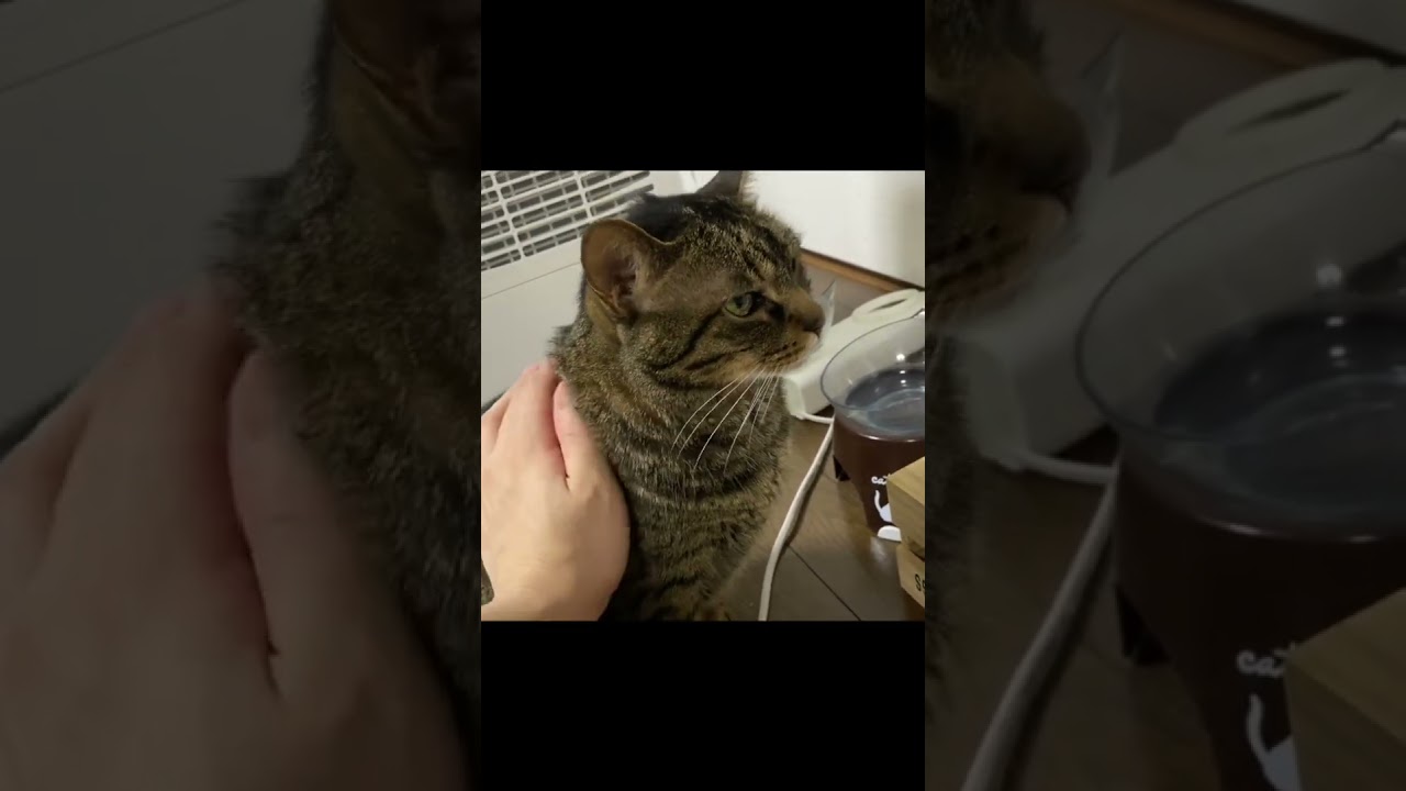 凶暴猫になんでそんなに可愛んですか？と聞いた結果...