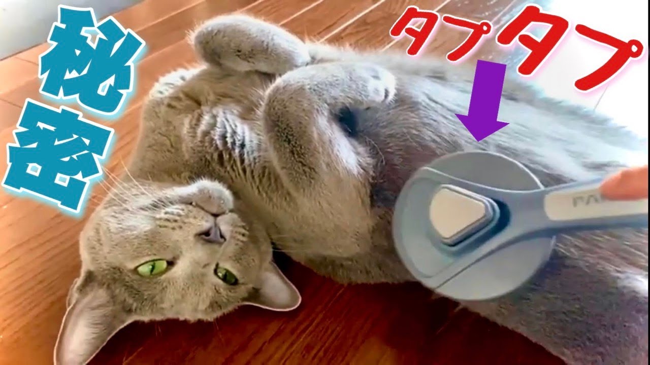 ロシアンブルー | へそ天でブラッシング~猫のルーズスキン [Russian Blue cat Kotetsu] Brushing a cat lying on his back~loose skin
