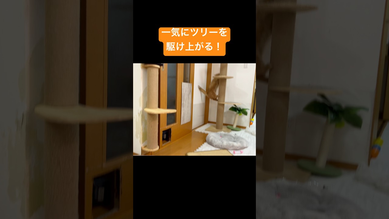マンチカンが一気にキャットツリーを駆け上がる！ #猫 #マンチカン #shorts