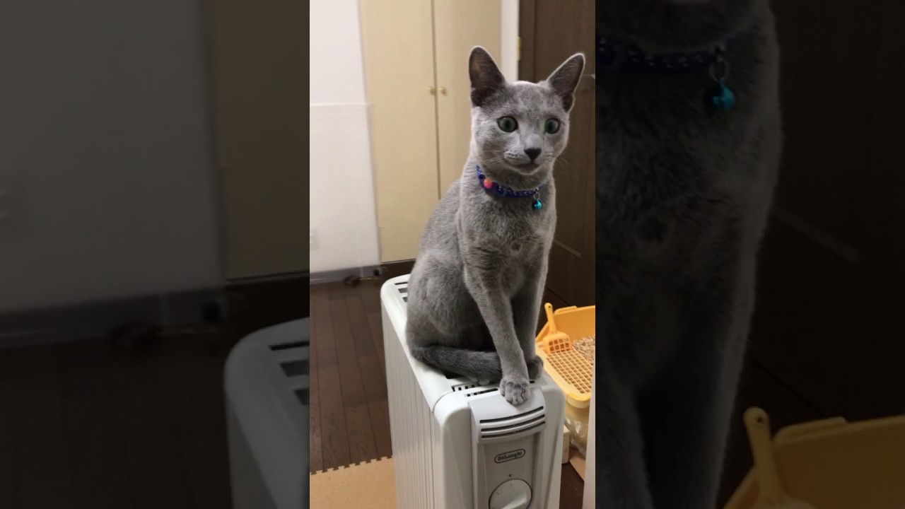 ロッチ。見上げてみたら舌。