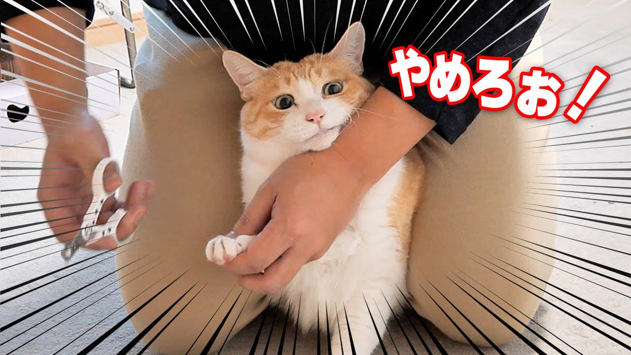 飼い主の股の間に挟まれてとんでもない表情になってしまう猫