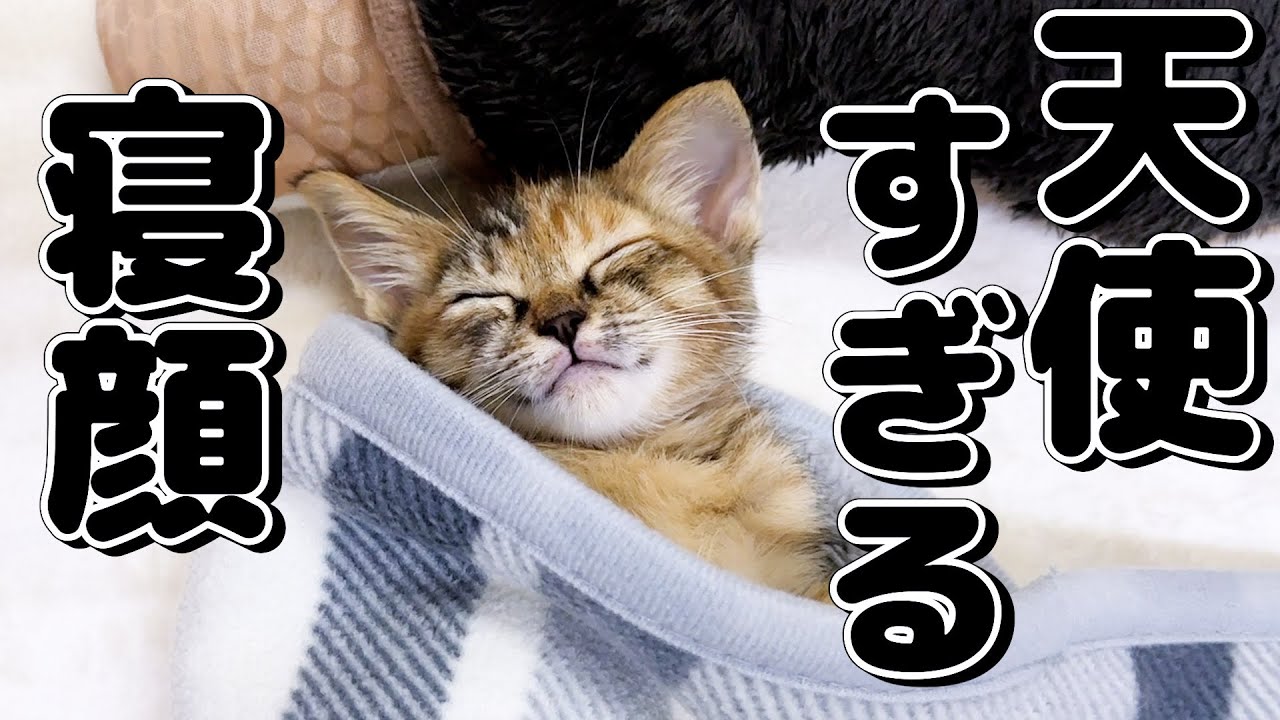 可愛すぎる子猫の寝顔に一日の疲れが取れて癒されてしまう飼い主