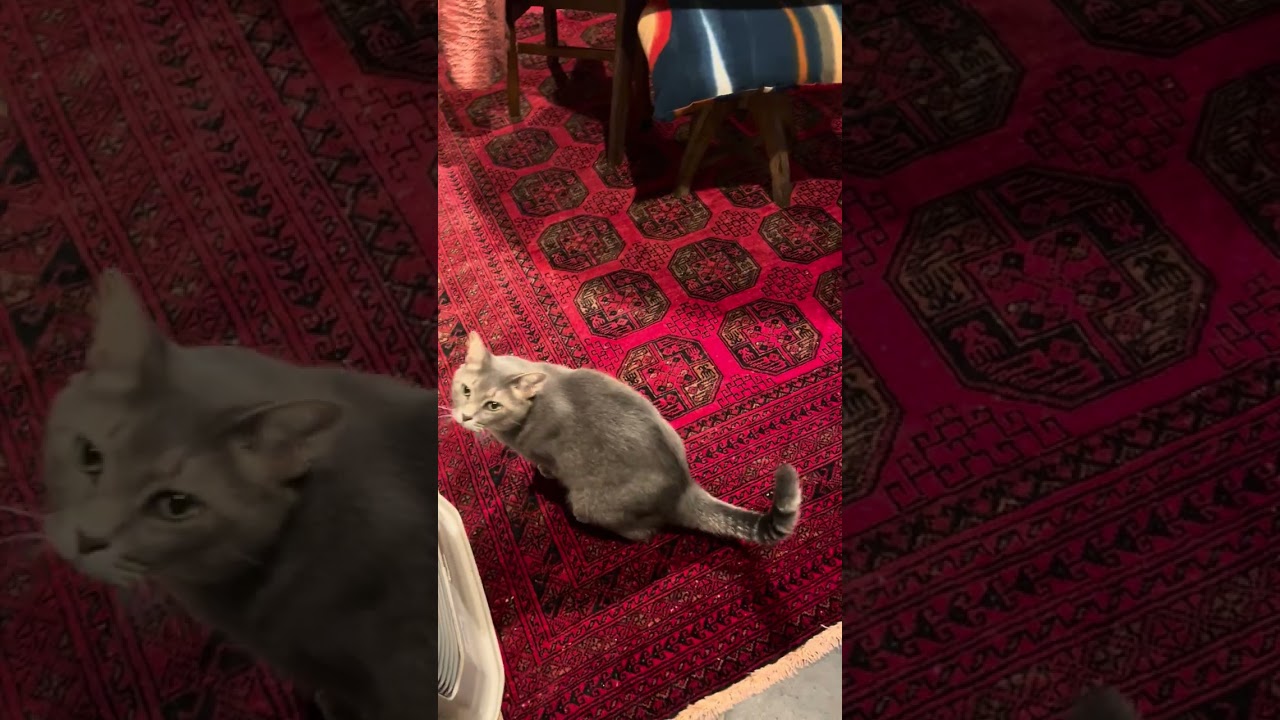 #風の猫　晩ごはんのとき..   返事する猫…   #shorts