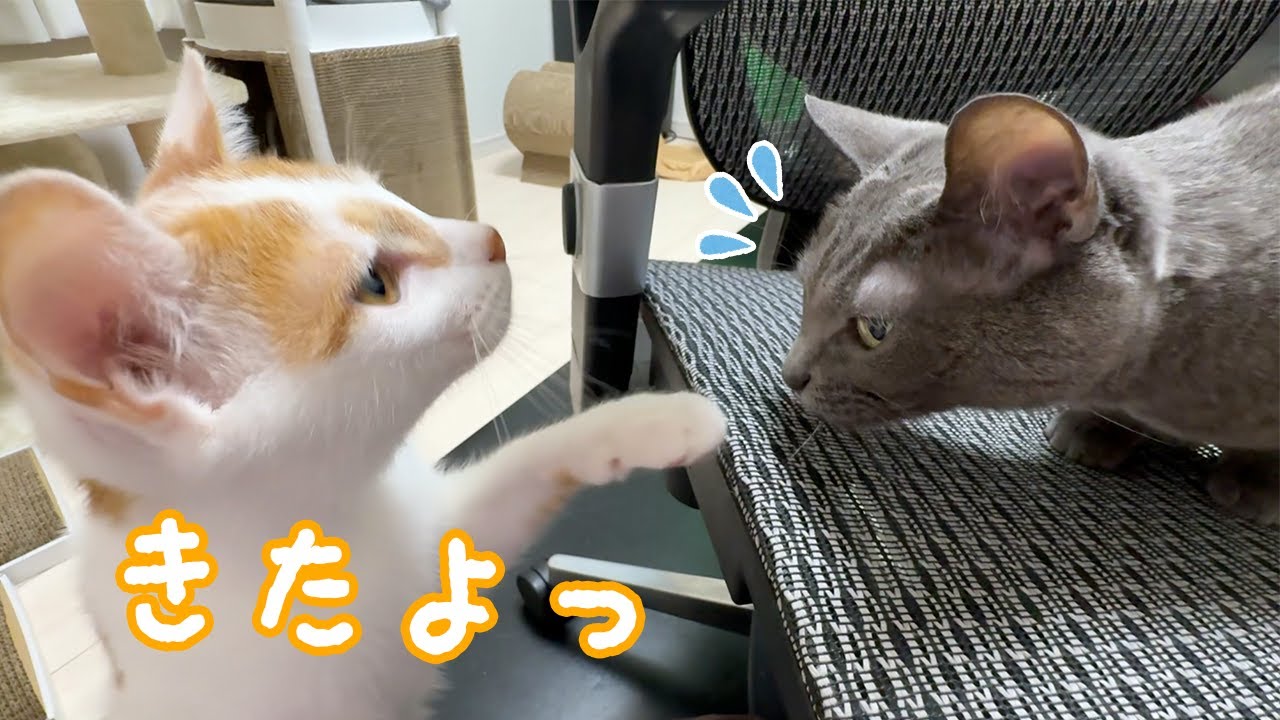 まだまだ距離がある先住猫ハムと子猫トロ