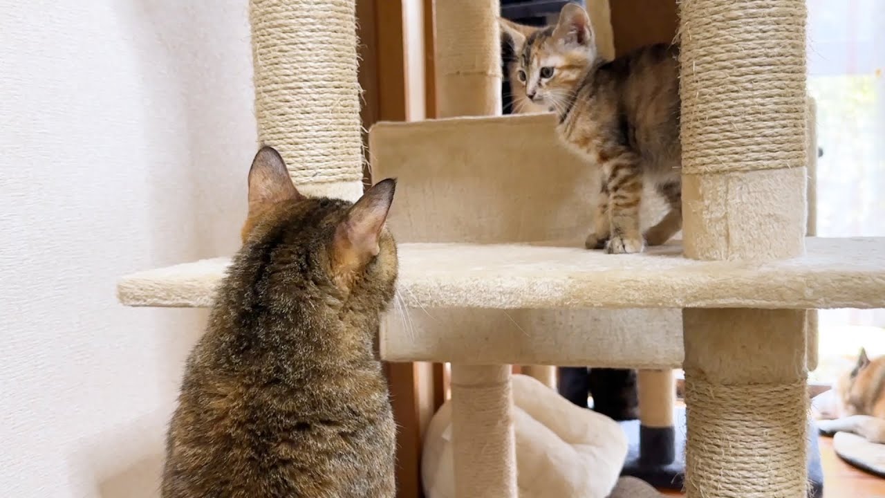 子猫と先輩猫初ご対面！ご対面中なのに寝床を探す先輩猫笑