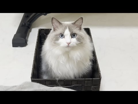 ラグドール猫を箱に入れたままジェットコースターに乗せたらとんでもないことになった。
