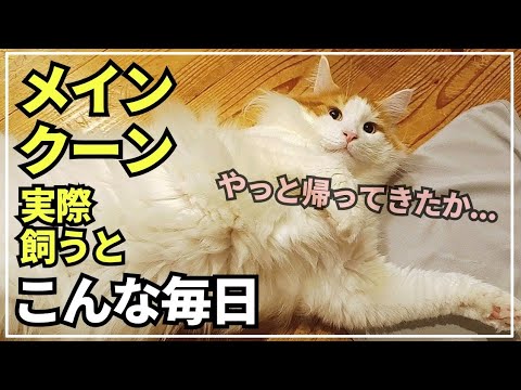 ツンデレ猫がパパとの久々の再会に喜びを地味に爆発させていました【大型猫メインクーンの日常】