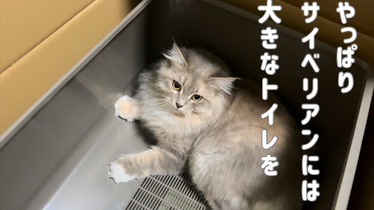 やっぱりサイベリアンには大きなトイレを