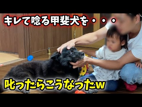 甲斐犬に唸られた時は、こうしましょう・・・笑【甲斐犬一休と猫のしずく】