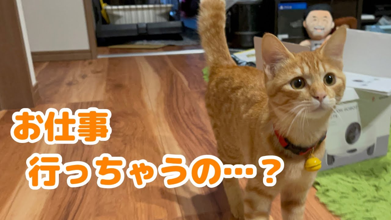 仕事に行って欲しくない子猫の行動が可愛すぎましたw