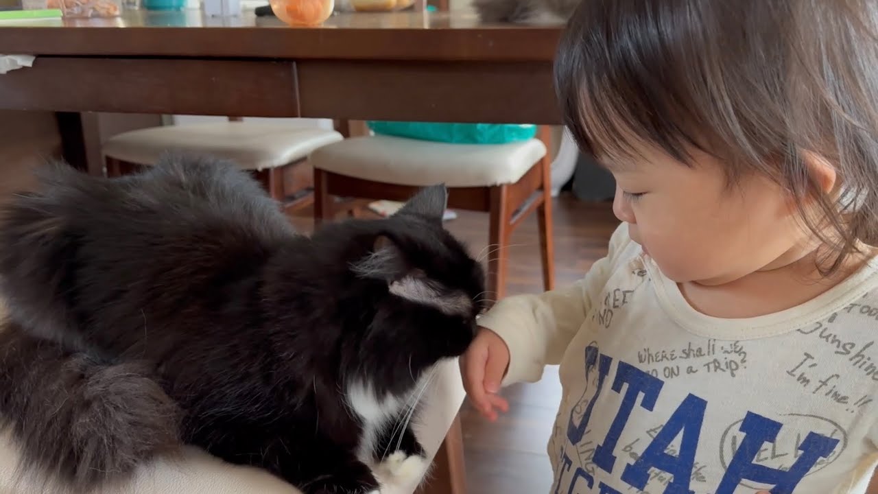 家族みんなに可愛がられる猫　ラガマフィンA cat loved by the whole family. Ragamuffin