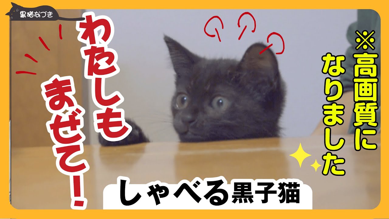 【おしゃべり子猫】家族の団欒に交じろうとして一生懸命に話す黒子猫がいじらしい