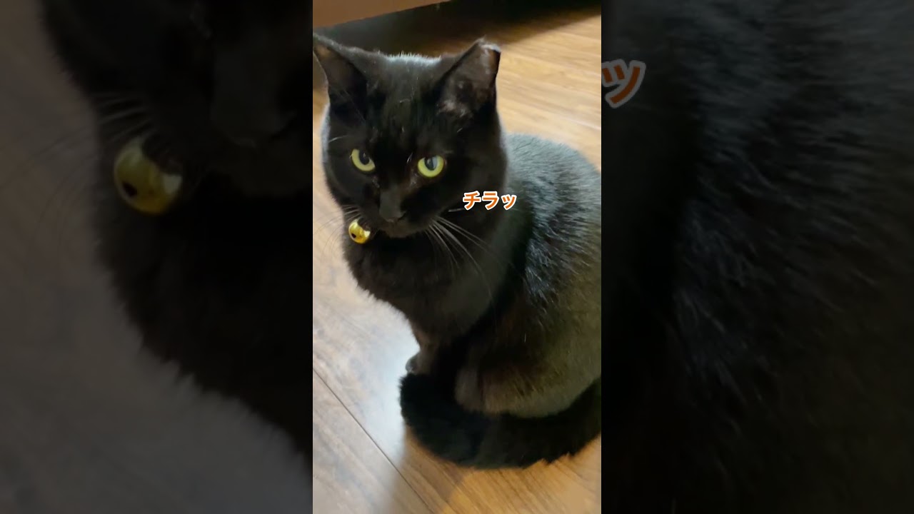 ロンちゃんキッス待機中💋 #shorts